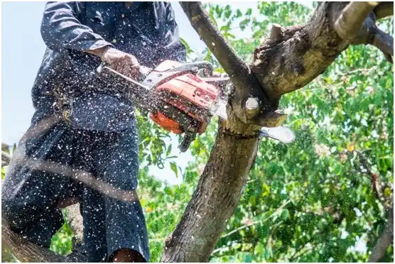 tree services Poynette